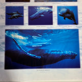 8621 - A - Whales - The Gentle Giants Litho ANB584