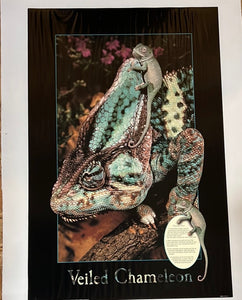 8620 - A - Litho - Veiled Chameleon - Litho AN8614 - Art Gallery Quality - 24 x 36