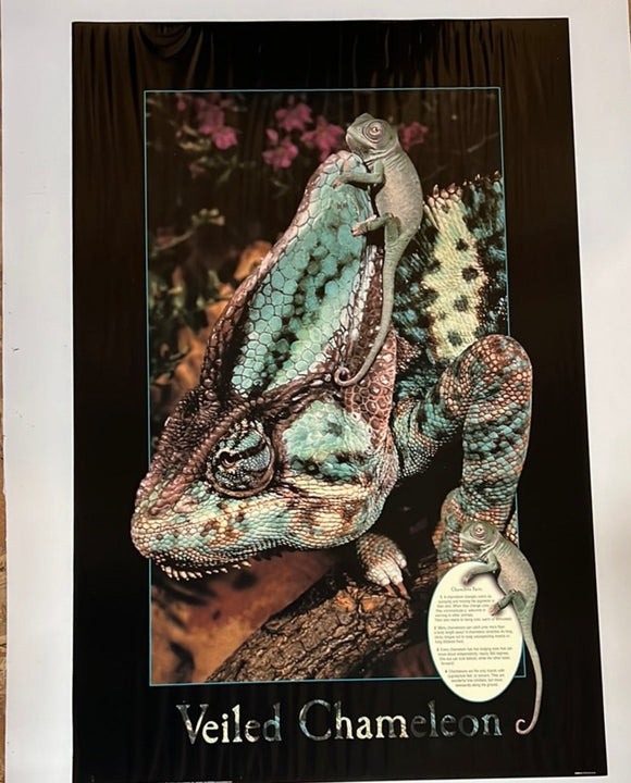 8620 - A - Litho - Veiled Chameleon - Litho AN8614 - Art Gallery Quality - 24 x 36