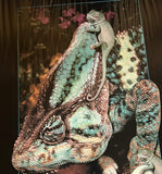 8620 - A - Litho - Veiled Chameleon - Litho AN8614 - Art Gallery Quality - 24 x 36