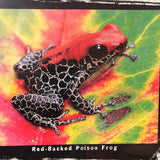 8144 - A - Fabulous Frogs - Lithograph HOT 824 - Photos by Michael Turco - 36" x 12"