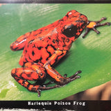 8144 - A - Fabulous Frogs - Lithograph HOT 824 - Photos by Michael Turco - 36" x 12"