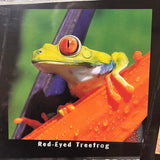 8144 - A - Fabulous Frogs - Lithograph HOT 824 - Photos by Michael Turco - 36" x 12"