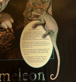 8620 - A - Litho - Veiled Chameleon - Litho AN8614 - Art Gallery Quality - 24 x 36