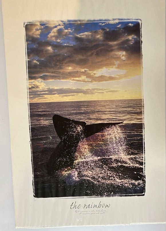8622 - A - The Rainbow - Argentina Coast - A Gorgeous Photo of a Whale Diving into the Ocean - Litho SP171