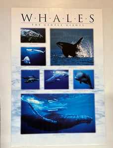 8621 - A - Whales - The Gentle Giants Litho ANB584