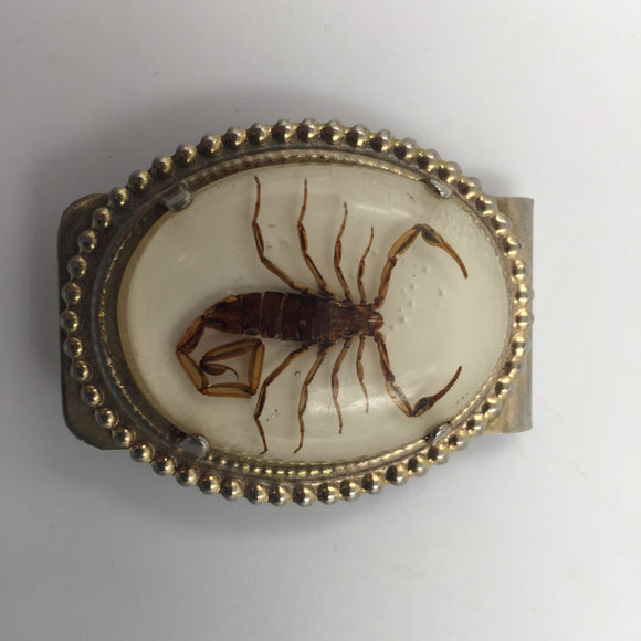 10573 - AP - Deadly Real Scorpion Money Clip - Encased in Clear Acrylic and Mounted on Clip - Box 24