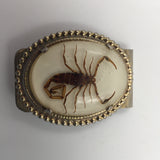 10573 - AP - Deadly Real Scorpion Money Clip - Encased in Clear Acrylic and Mounted on Clip - Box 24