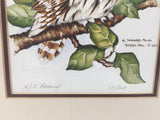 8541 - A - Nancy Pallan Signed Limited Edition - 17/200 - Barred Owl "1980" - Rare