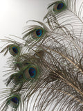 8561 - H - Blue & Green Glass Vase with Rare Color Peacock Feathers (35-40)