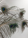 8561 - H - Blue & Green Glass Vase with Rare Color Peacock Feathers (35-40)
