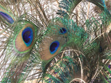 8561 - H - Blue & Green Glass Vase with Rare Color Peacock Feathers (35-40)