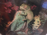 8620 - A - Litho - Veiled Chameleon - Litho AN8614 - Art Gallery Quality - 24 x 36