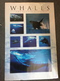 8621 - A - Whales - The Gentle Giants Litho ANB584